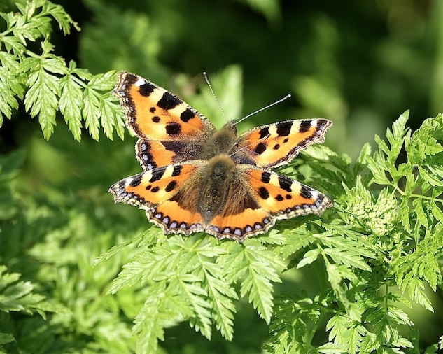 small tortoiseshell
